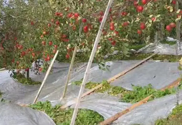 Сельскохозяйственная двухсторонняя Серебряная ПЭТ Светоотражающая майларовая пленка теплицы фруктовые деревья яблоко виноград светильник повышающий температуру