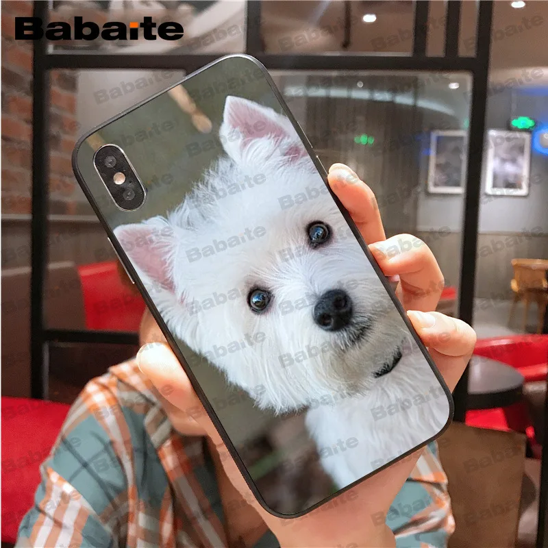 Westie dog