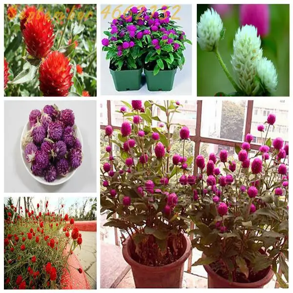 

100 Pcs Gomphrenae Globosa Bonsai, Mix Flower Globe Amaranth,Garden Bonsai Flower Pots, Planting is Simple, Easy to Grow