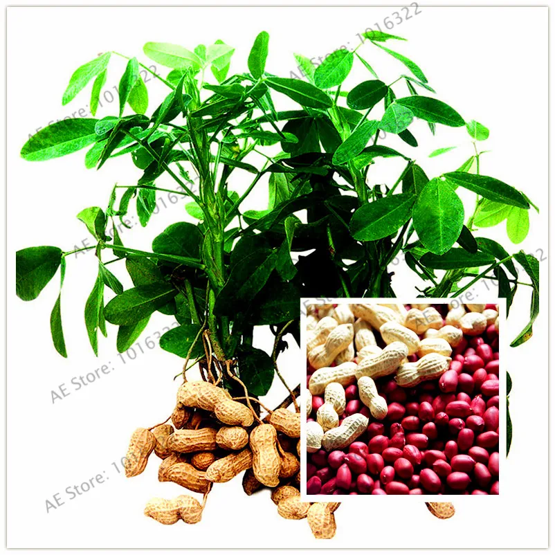 

2pcs/bag Red Peanuts Bonsai,organic high germination vegetable plant Plants for home and garden