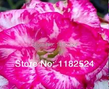 20 семена — свежий редкие » Promsub » Adenium Obesum семена — бонсай семена