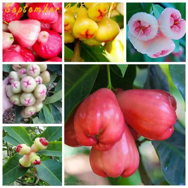 

Sale 50PCS/lot Wax Apple Fruit Bonsai Delicious Fruit Bonsai potted Non-transgenic Senior Patio Plants China Home Free Shipping