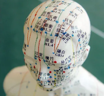 

60cm Acupuncture and moxibustion model meridian acupuncture point model reflex zone meridian model with English manual
