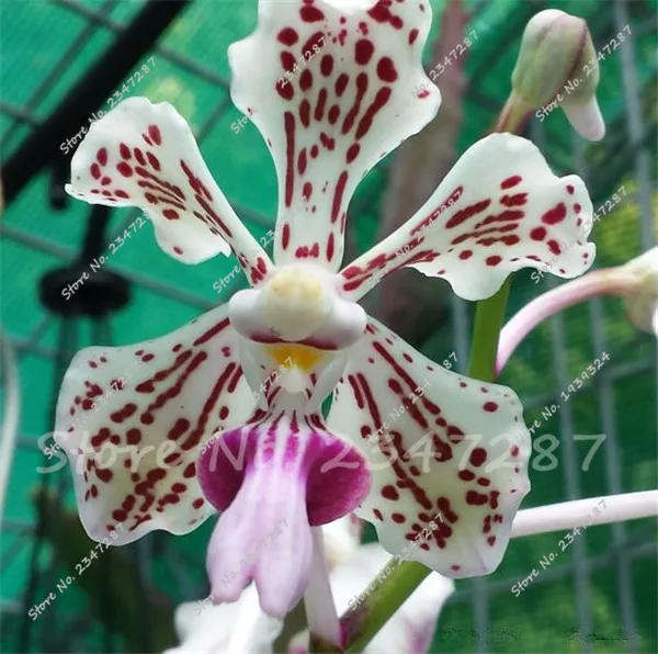 1000 Pc Strange Toad Lily Flower Petal Seedsplant Rare Lilium Fragrant Balcony Garden Spots Flowers Potted Plant bonsai Plantas 1000 Pc Strange Toad Lily Flower Petal Seedsplant Rare Lilium Fragrant Balcony Garden Spots Flowers Potted Plant bonsai Plantas