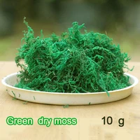 10 г зеленый сухой мох увлажняющее питание органическое удобрение защита растений DIY цветочный горшок домашний сад бонсай украшение - изображение