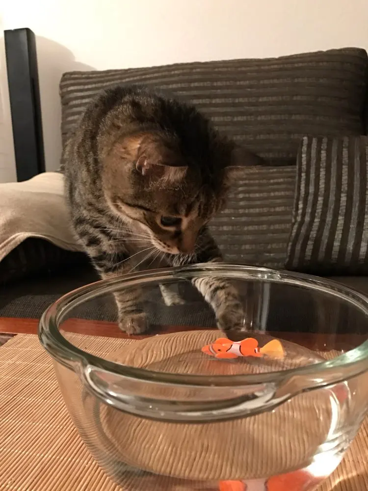 HTB1aGA8PFXXXXcRXVXXq6xXFXXXT HTB1aGA8PFXXXXcRXVXXq6xXFXXXT Robo Fish Toy robo fish cat toy Robo Fish Cat Toy-Free Shipping HTB1aGA8PFXXXXcRXVXXq6xXFXXXT