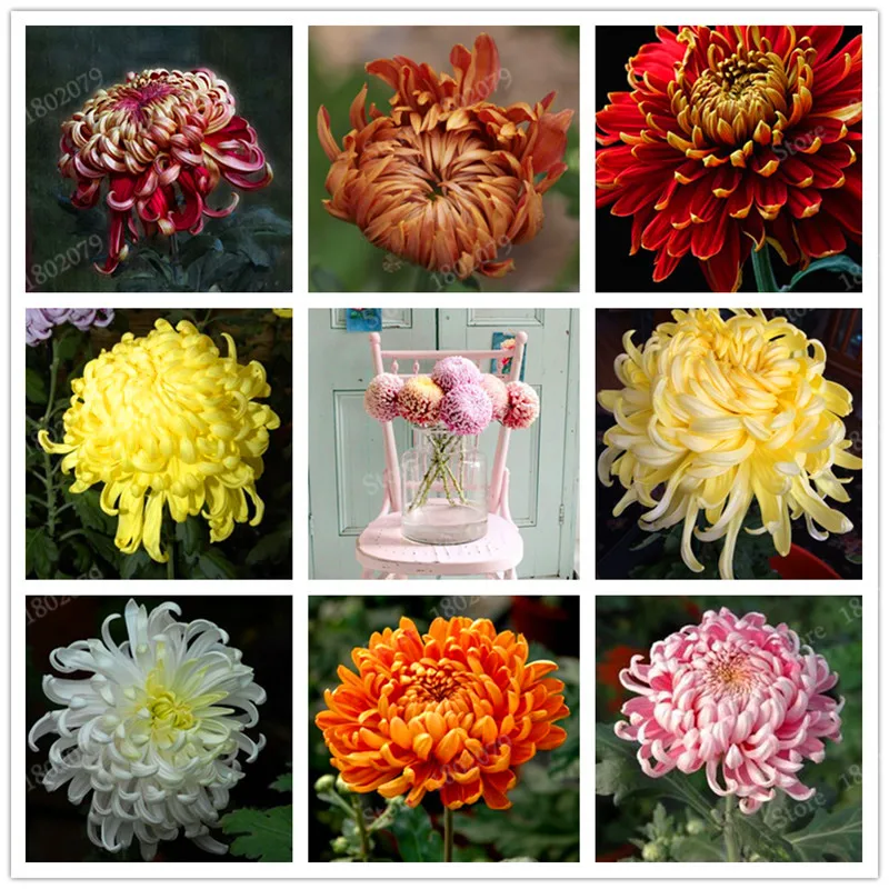 Buy 200 Pcs Chinese Mum Seeds Chrysanthemum Free Shipping