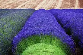 

100 pcs Italian lavender flower Heirloom Charming Fragrant flower potted plant Fast Growing outdoor,Beauty Your Garden