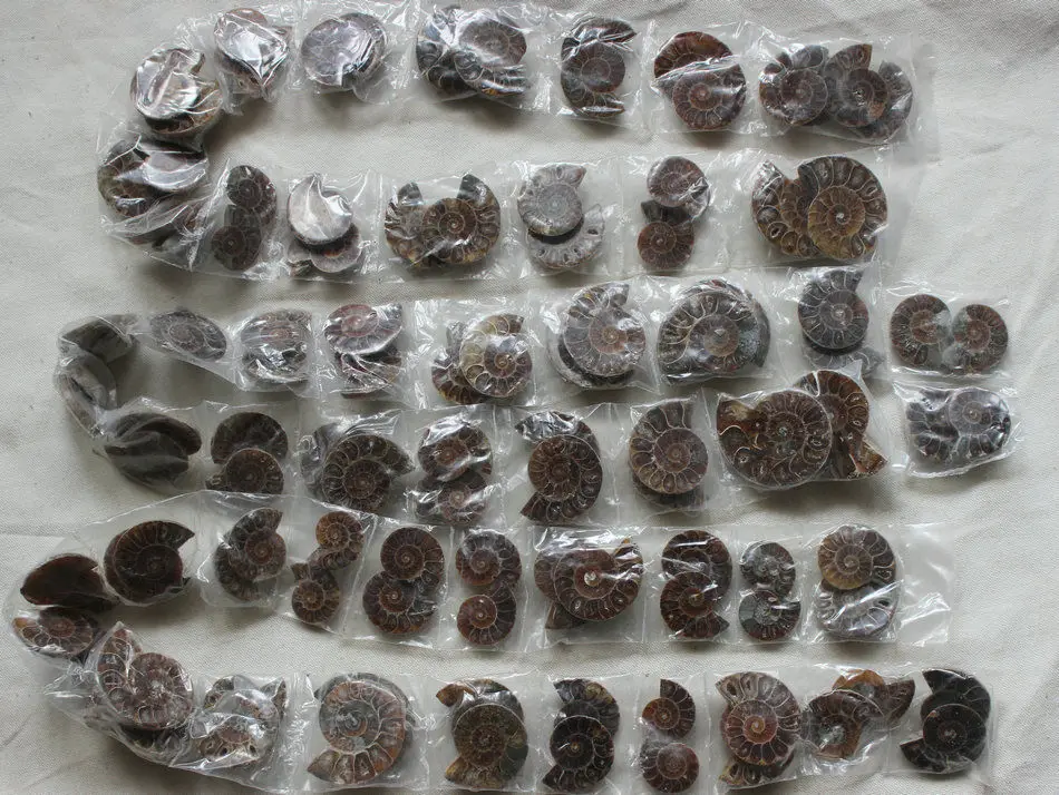 

50 Pieces Natural Rainbow Split Ammonite Fossil Cut in Half Madagascar healing. Pairs ,Wholesales Price, Free Shipping