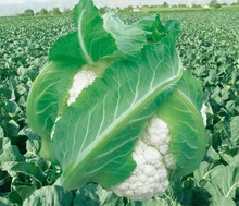 Tianshan snow cauliflower seeds vegetable 100seed