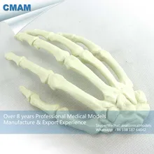 12324/ортопедическая тренировочная модель скелета руки человека, медицинская научная образовательная учебная анатомическая модель