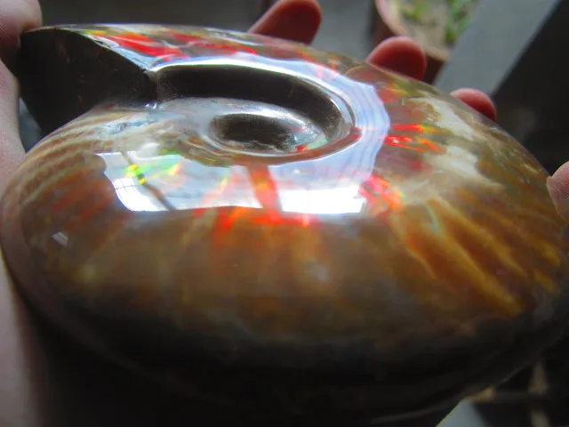 Cheap 444g(0.97 lb) Iridescent Ammonite Ammolite Specimen Fossil Madagascar BFB1083