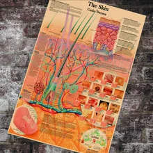 Анатомия патологии анатомический плакат кожа диаграмма классический холст картины старинные настенные плакаты Наклейки домашний Декор подарок
