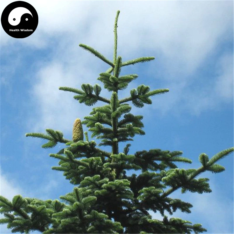 

Buy Abies Delavayi Fir Tree Semente 120pcs Plant Abies Fabri Tree Leng Shan