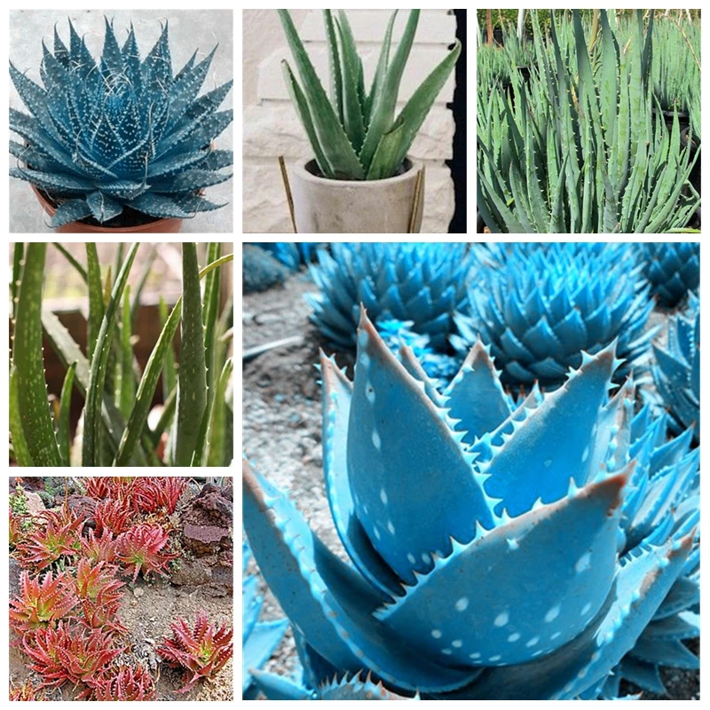 

100 pcs/ bag Color Aloe Vera Plant Rare Herbal Succulent Pot Planta Edible Organic Bonsai Flower Garden Planting Purify Air