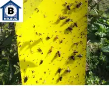 20Pcs High Quality Insects Moths Control Flies Trap Glue Sticky Board Mosquito Control Trapper ECO Outdoor Dual-sided Big20*25CM 20Pcs High Quality Insects Moths Control Flies Trap Glue Sticky Board Mosquito Control Trapper ECO Outdoor Dual-sided Big20*25CM