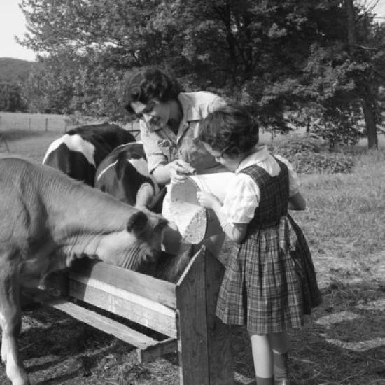 Mother and girl feeding cows Poster Print (18 x 24)