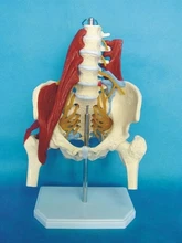 Musculoskeletal model of human lumbar vertebrae Human pelvic model teaching model medical model iso eyeball with part of orbit human eye model