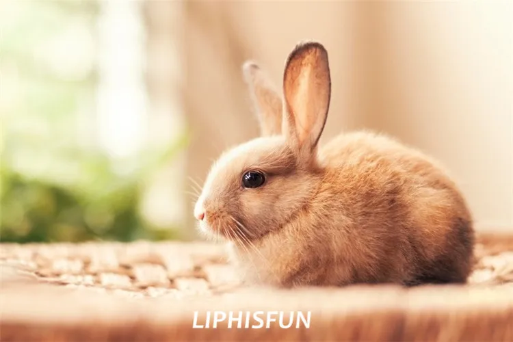 LIPHISFUN Алмазная картина вышивка полная дрель домашний декор квадратная/круглая