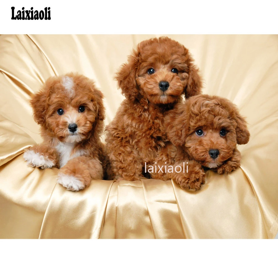 5d Diy Diamond Painting Poodle Dog 3d Stitch Cross Full Diamond Embroidery Cute Puppy 5d Diamond Mosaic Stickers Home Decoration Diamond Painting Cross Stitch Aliexpress 5d Diy Diamond Painting Poodle Dog 3d Stitch Cross Full Diamond Embroidery Cute Puppy 5d Diamond Mosaic Stickers Home Decoration Diamond Painting Cross Stitch Aliexpress
