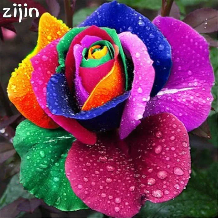 

So Beautiful Roses 200 Pcs/bag Germany Rare Dragon Rose Bonsai Flowering Plants For Diy Home Garden & Balcony Mix Colors