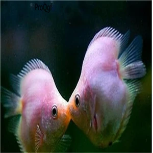 Ngryise 50 Шт Набор Aplocheilichthys Normani - Цвет: kiss fish