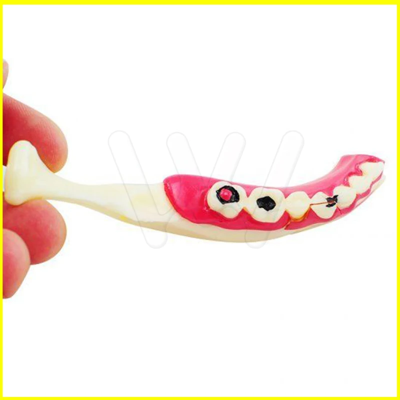 Dental MandibularTeeth Demonstration Anatomical Patient Study Teach Model (5)