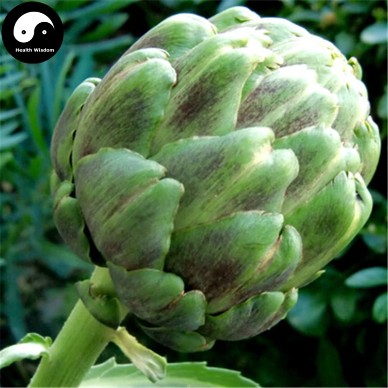 

Buy Artichoke Vegetables Semente 15pcs Plant Cynara Scolymus Vegetable Carciofo