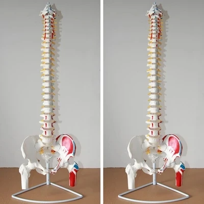 Модель позвоночника уход за позвоночником|model spine|human spinepelvis model |