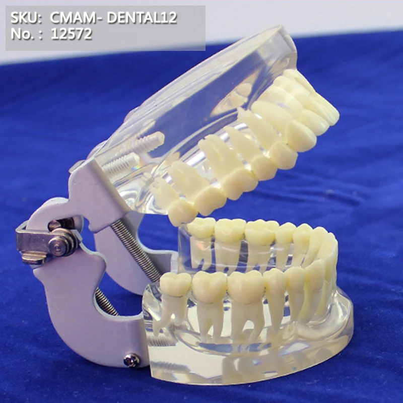 CMAM/12572 Стоматологическая-стандартная челюсть, стоматологическая медицинская обучающая анатомическая модель