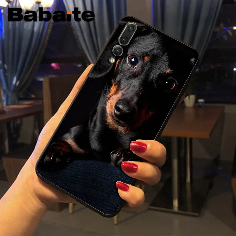 black Dachshund Doberman Dog face