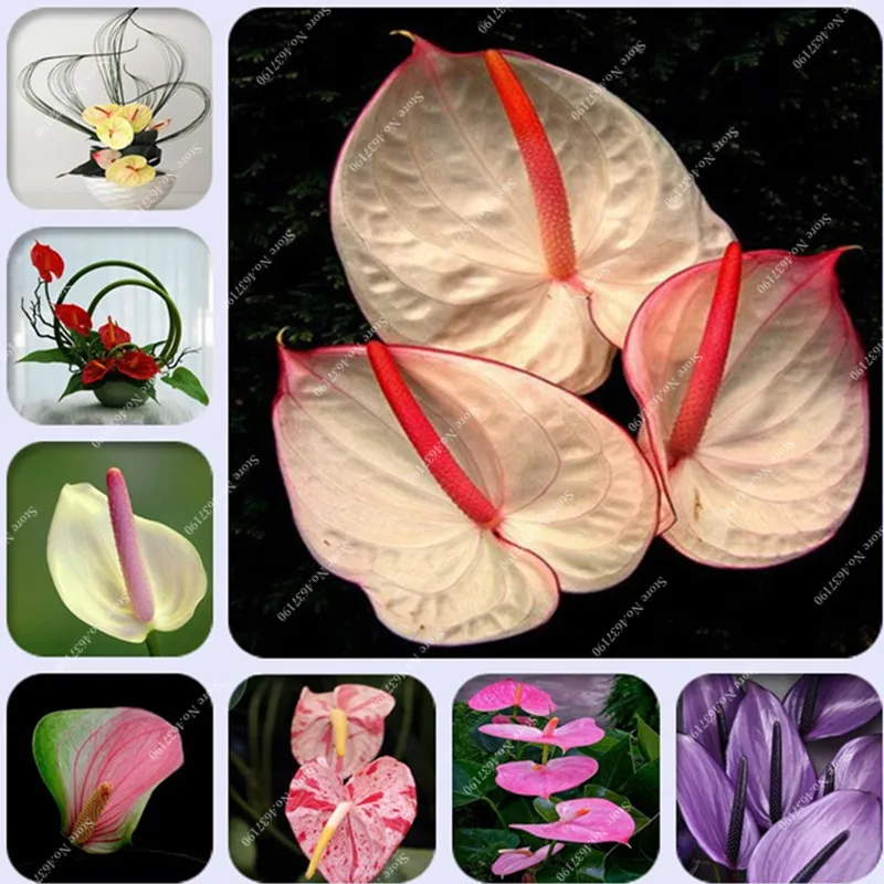 100PCS Mix Rare Flower Anthurium Bonsai Balcony Potted Plant Anthurium Flower