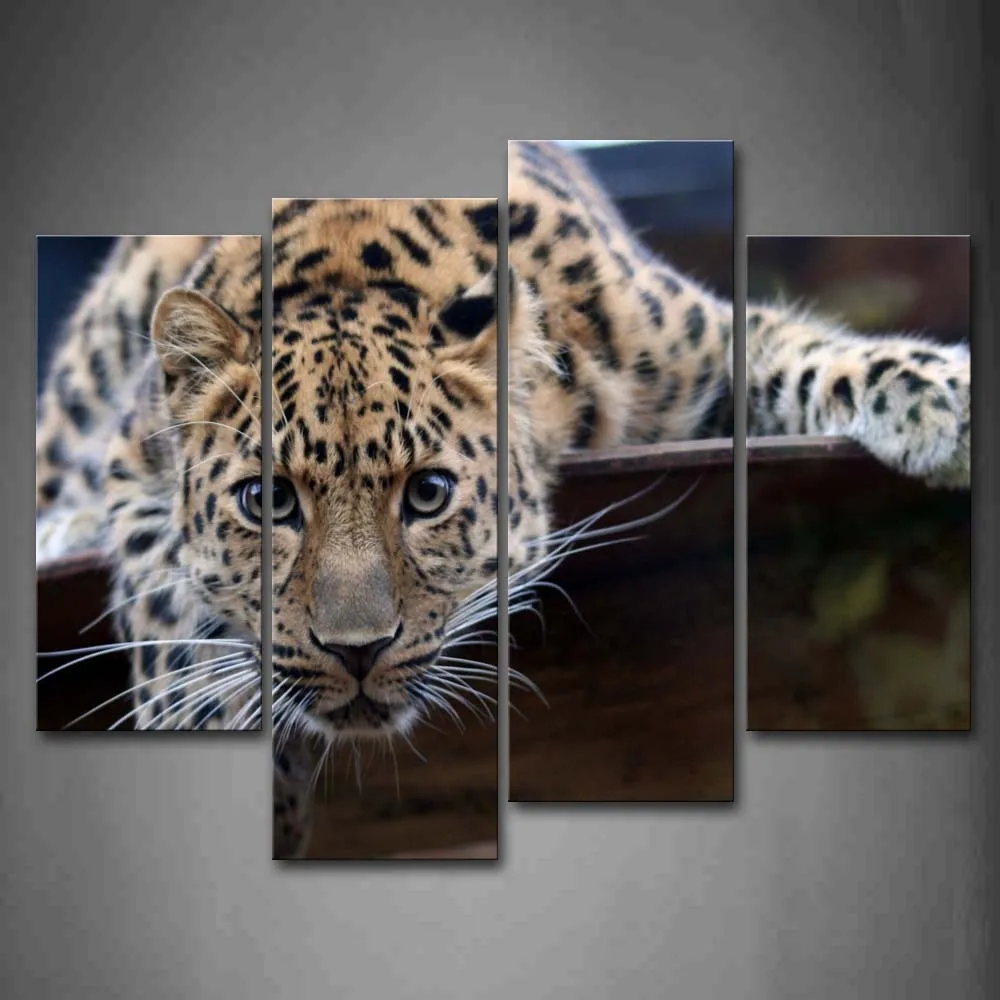 

Framed Wall Art Pictures Jaguar Bend Over Canvas Print Animal Modern Poster With Wooden Frame For Home Living Room Decor