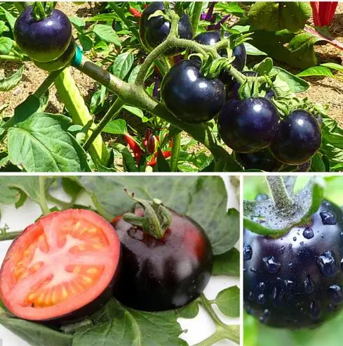 

50pcs bonsai Black Tomato Very Tasty Vegetables Nutritive Fruits
