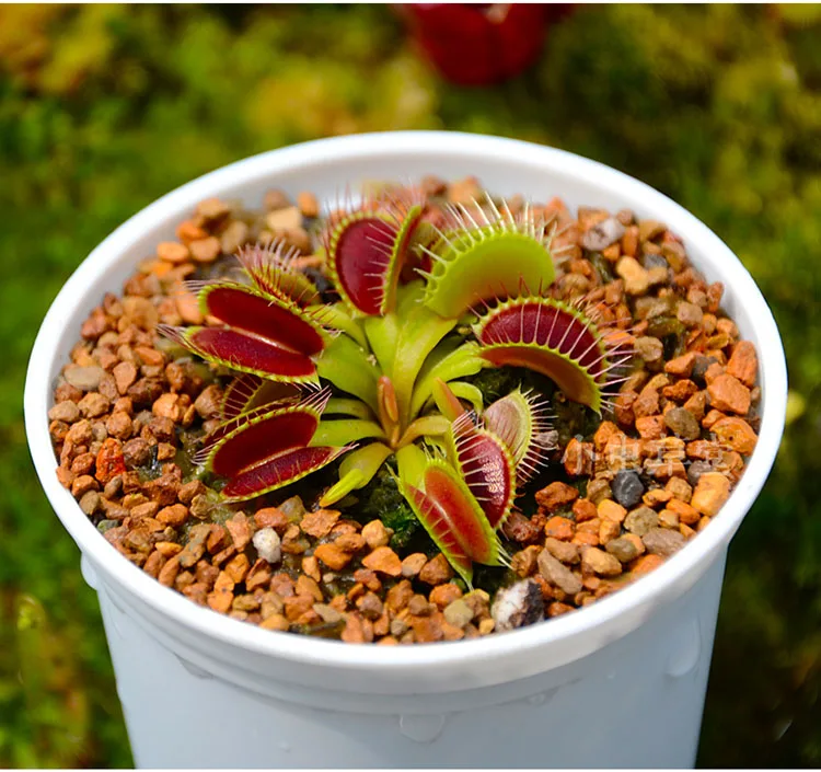 EB_ KQ_ 120Pcs Nepenthes Seeds Potted Carnivorous Plants Flower Catch Insect Bon 