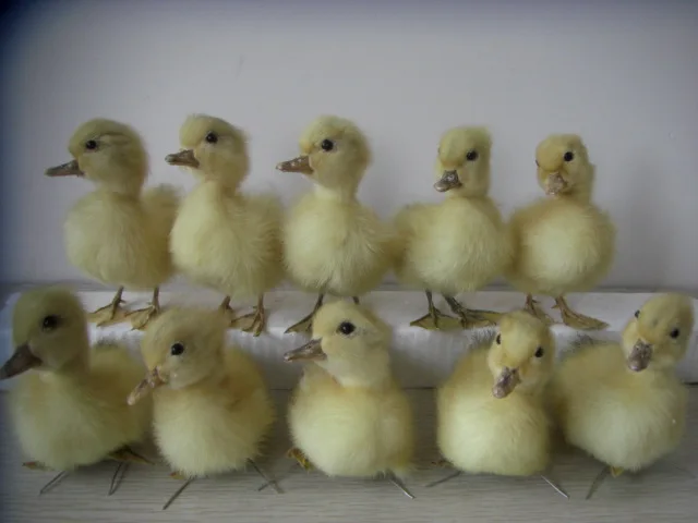 

Taxidermy of 10 Real duck duckling,Cute,Stuff Bird GOOD QUALITY