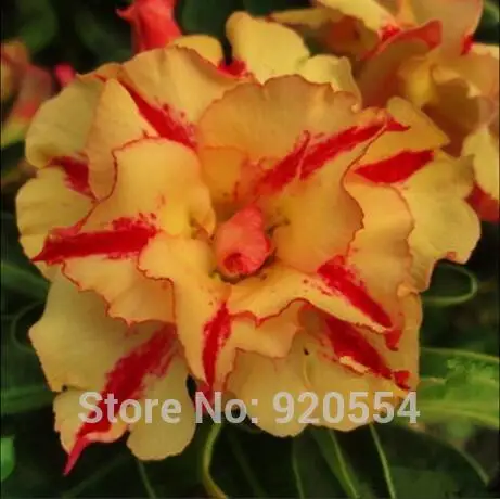 Импортируется из семян 5 шт./лот многослойная желтый Adenium obesum Desert Rose Семена цветок