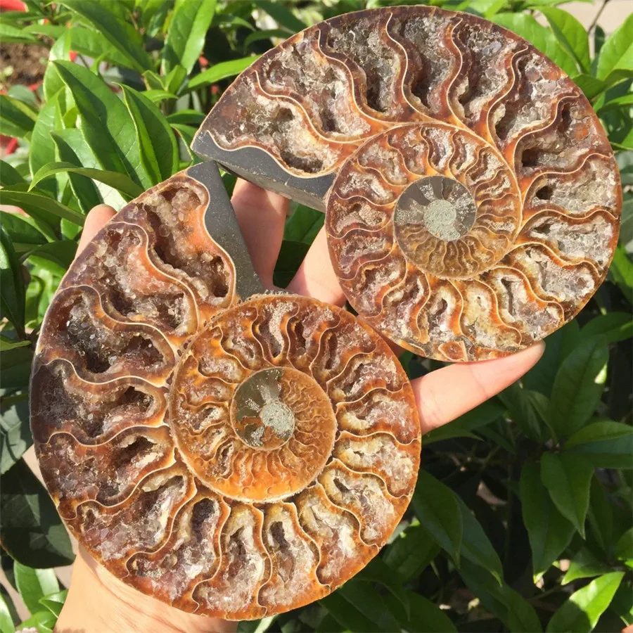 

438g 1pair of Natural conch slice polished Fossil Madagasca