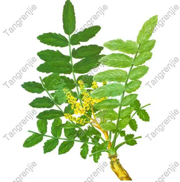 Free shipping 100% high quality Boswellin Extract 65% Boswellic Acid
