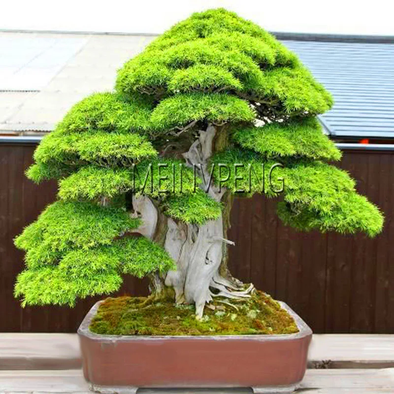 Lowest Price!100% True Sacred Japanese Cedar tree bonsai plant fir plant, home gardens, Free Shipping 100flores