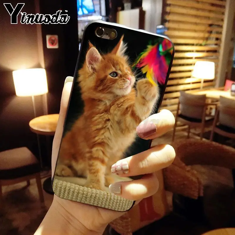 pet maine coon cat