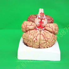 Модель человеческого тела, Размер жизни, модель головного мозга, медицинская модель