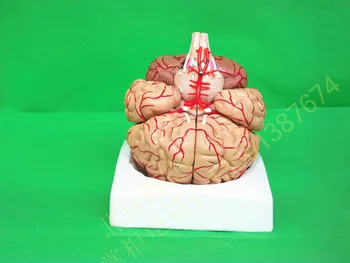 

human body model life size brain model brain structure medical model