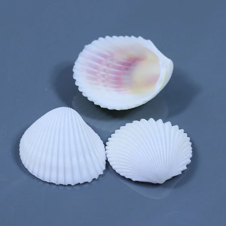 

5pcs white Natural white coconut sallei shell crafts gift fish tank aquarium decoration sea conch