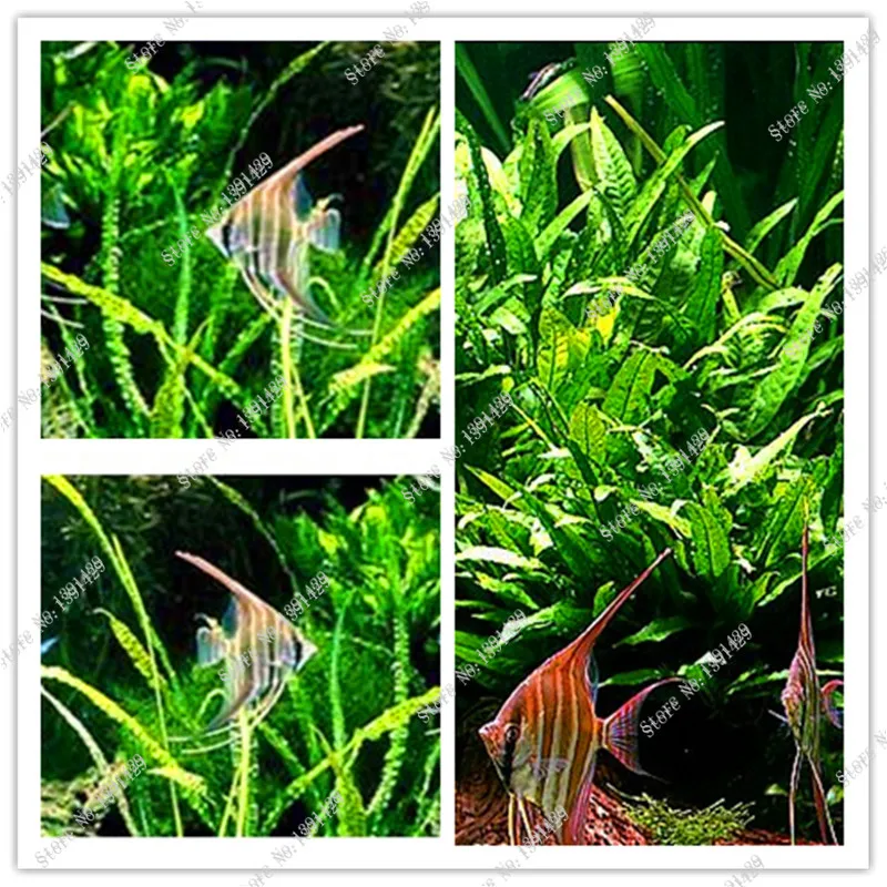 Java Fern Live Aquarium Plant Moss Anubias Fish Tank Grass Aquatic Plant Seeds Family Easy Planting