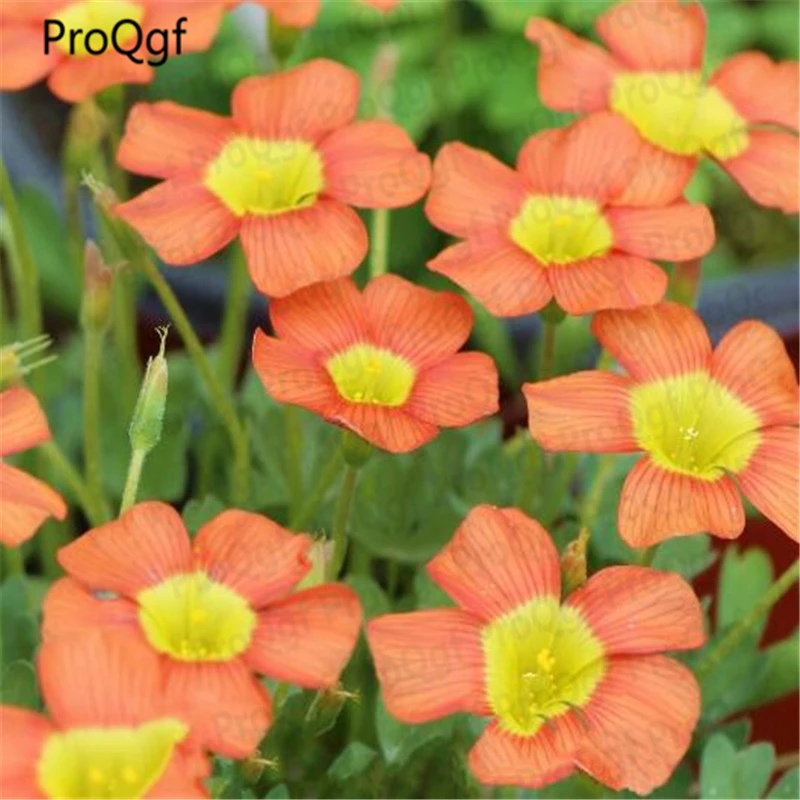 

Prodgf 100Pcs A Set oxalis obtusa coppery