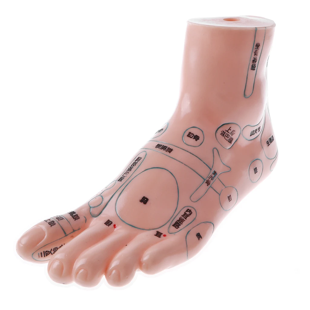 2 Pair 19cm Human Feet Model - Massage Acupuncture Reflexology Acupoint Medicine Learnin Study Kit