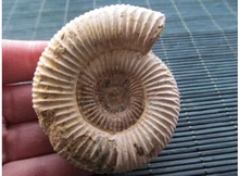 NATURAL GRANDE DOUVILLEICERAS AMONITA CONCH Envío Libre 70g