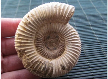 

NATURAL BIG DOUVILLEICERAS AMMONITE FOSSIL CONCH \Free Shipping 80-100g