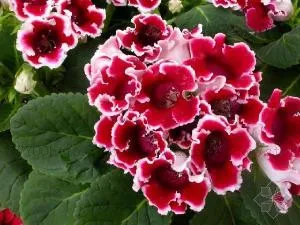 20pcs True Desert Rose plants Exotic Adenium Obesum plants Flower Bonsai plants Air Purification Home Garden Potted Flowers B69